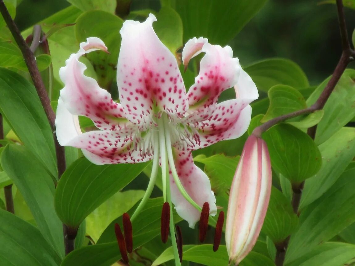 Лилия прекрасная рубрум. Лилия speciosum rubrum. Лилия прекрасная альбум. Лилия martagon var. Rubrum.