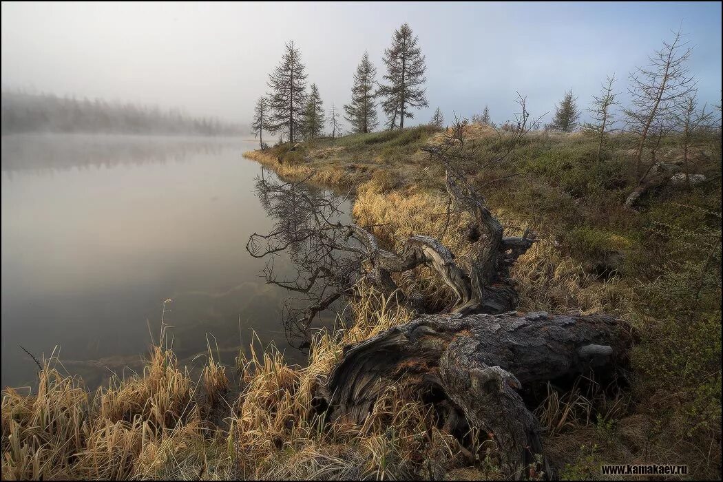 Болото коряги. Коряги на болоте. Речная коряга.