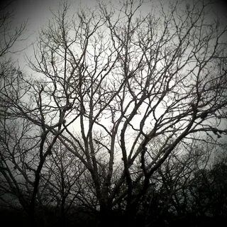 Scary tree