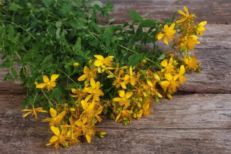 Amazon.com: St Johns Wort Seed