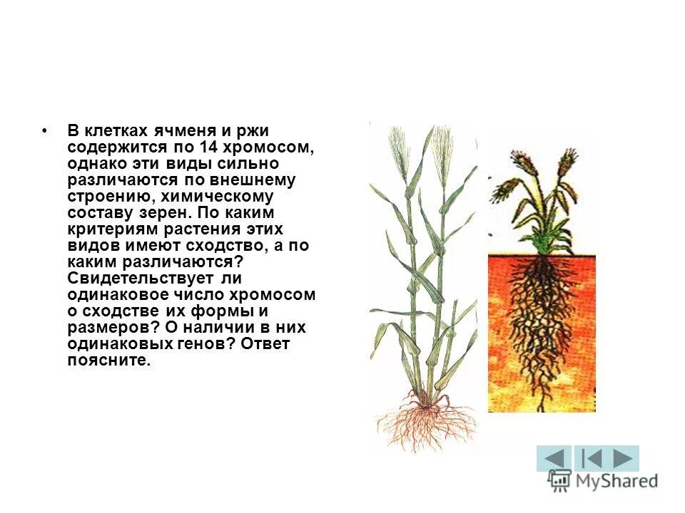 Полиплоидия анеуплоидия причины возникновения. Хромосомная и генная инженерия. Число хромосом у человека. Клетки таблица кариотип 2n. Число хромосом у пшеницы мягкой.