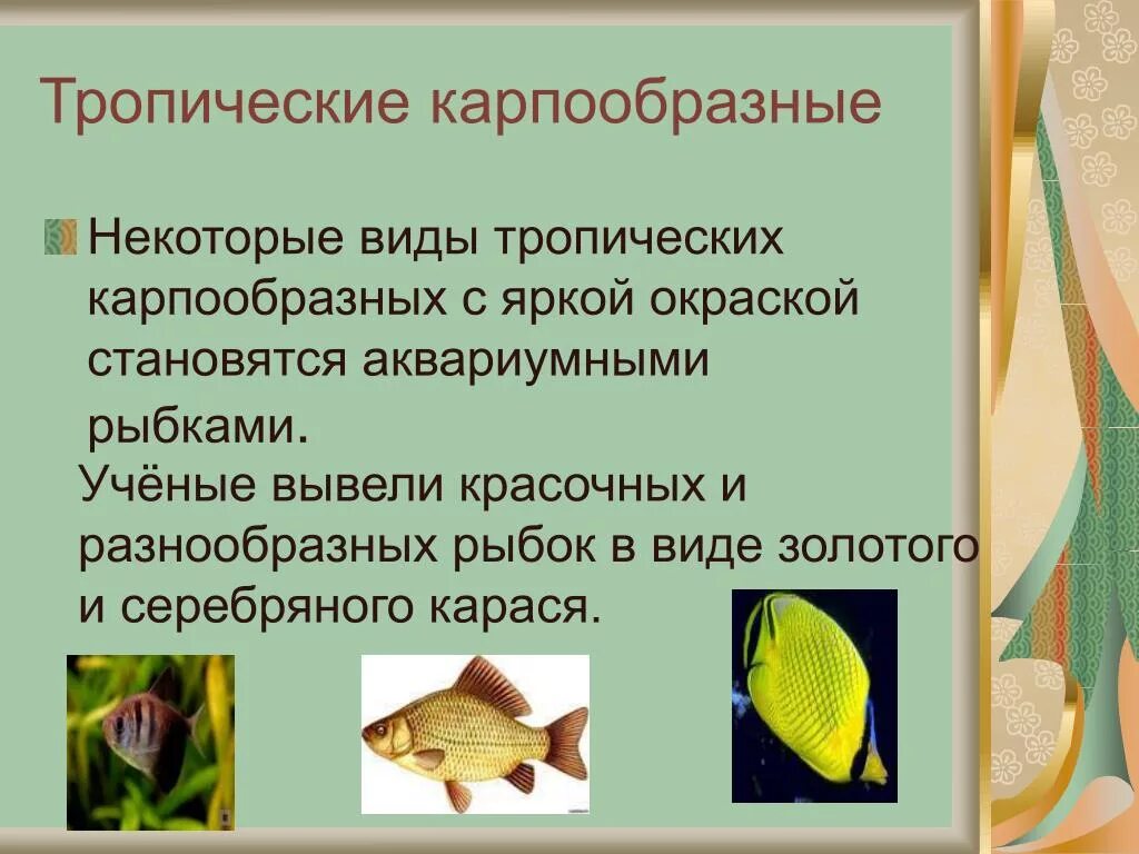 Особенности карпообразных. Отряд Карпообразные. Карпообразные представители. Характерные особенности карпообразных. Представители отряда Карпообразные костные рыбы.