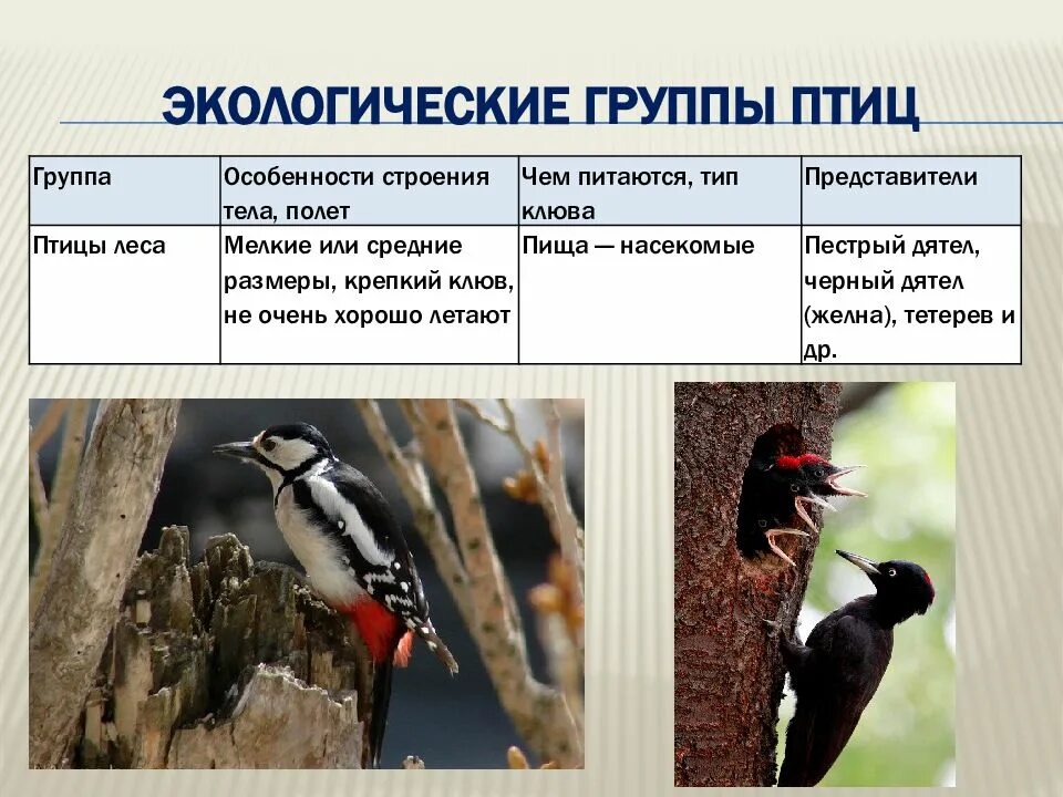 Какой тип птицы. Экологические группы пти. птицы экологические группы птиц. экологическая группа птицы леса. представители экологических групп птиц.