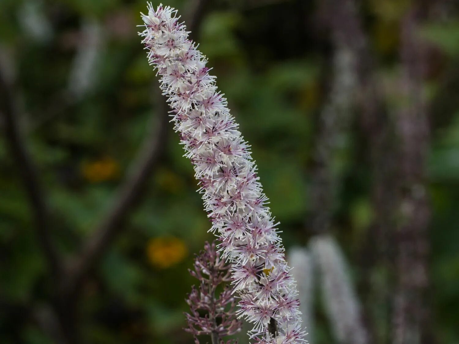 Купить клопогон кистевидный. Клопогон кистевидный. Клопогон Pink Spike. Клопогон Цимицифуга. Клопогон Воронец.