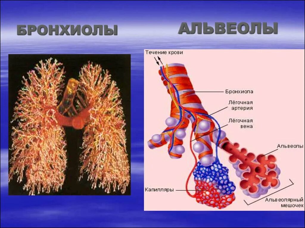 Легочные пузырьки в легких. Бронхиолы и бронхиальные трубочки. Терминальные и дыхательные бронхиолы. Бронхиолы анатомия. Альвеолы анатомия.