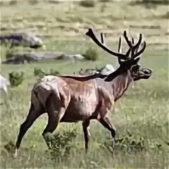Cervus elaphus barbarus. Благородный олень 6. Животные миннесоты. Род оленей 6 букв. Белохвостый виргинский олень.