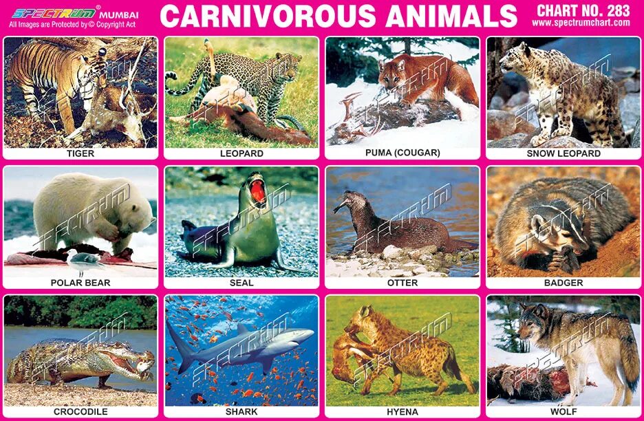 Плотоядные животные список животных 4. Carnivore animals. carnivore animals list. carnivore animals список. carnivores примеры.