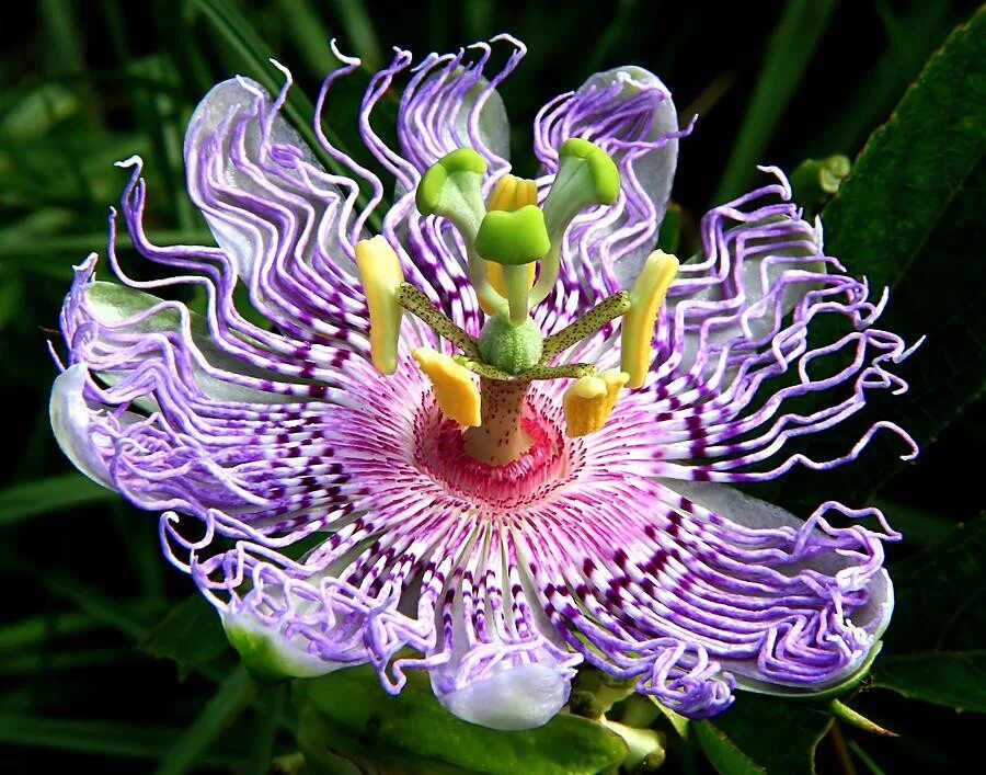 Невероятные цветы. Орхидея пассифлора. Страстоцвет вонючий (Passiflora foetida). Цветок Дикая пассифлора голубая. Пассифлора Бэтмен.