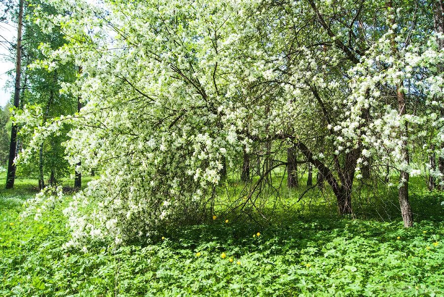 яблоневый сад верхотурье свердловская