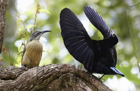 Paradise birds