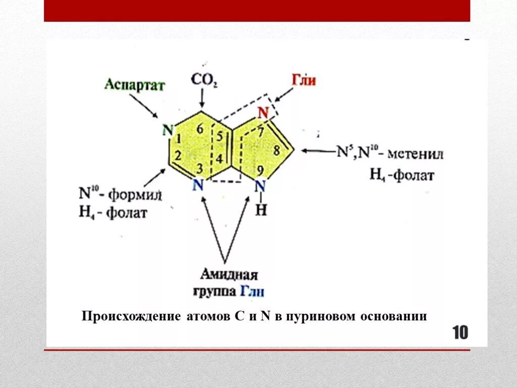 Происхождение атомов с и n в пуриновом основании. Обмен нуклеотидов биохимия. Метенил-н4-фолат. Происхождение атомов в пуриновых основаниях. Нуклеотид вируса