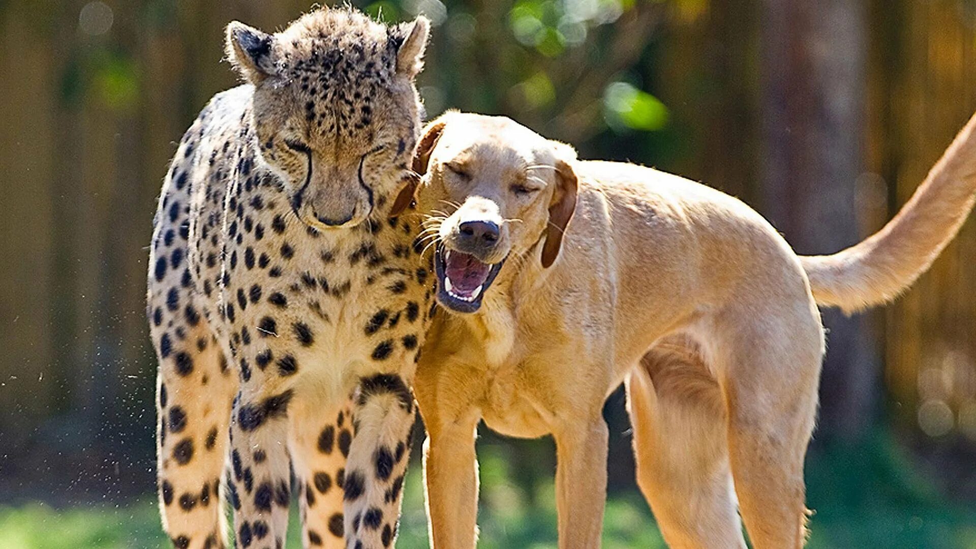 Игровое поведение млекопитающих. Разные животные. Дружба разных животных. Необычное поведение животных. Необычная Дружба.