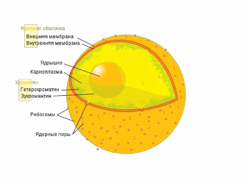 Структурно функциональная организация интерфазного ядра. Элементы строения ядра. Ядерная мембрана ядро клетки. Строение ядра животной клетки. Строение ядра кариоплазма хроматин ядрышко.