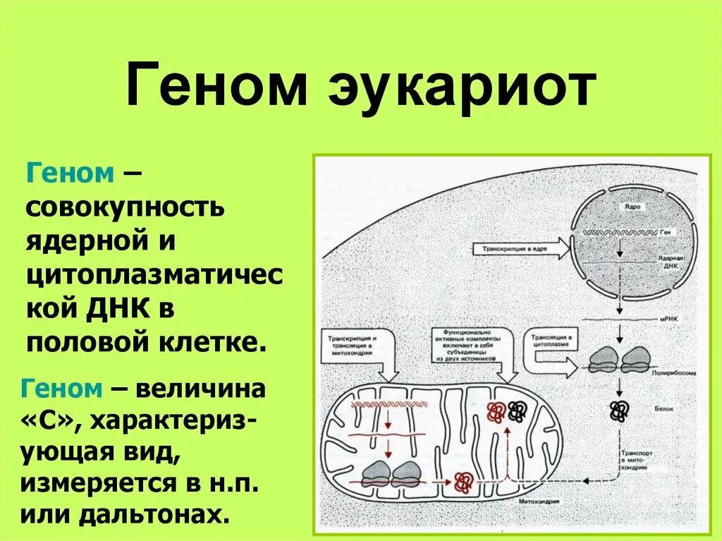 Организации эукариотической клетки. Геном эукариот. Организация генома эукариот. Структура генома эукариот. Структура генома прокариот и эукариот.