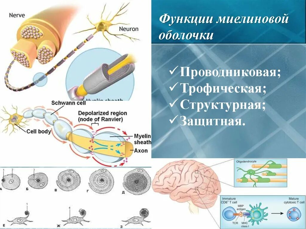 Миелиновая оболочка функции. Функции миелиновой оболочки нервного волокна. Функции миелиновой оболочки нейрона. Трофическая функция миелиновой оболочки. Роль миелиновой оболочки.