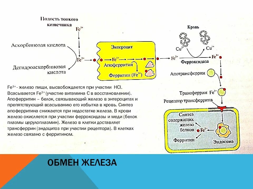 Железо участвует в синтезе