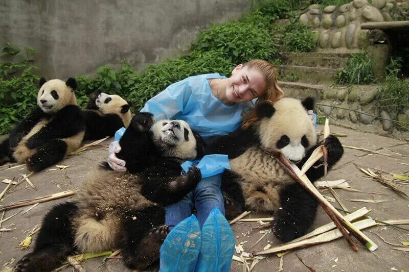 Заповедник панд в Чэнду. Заповедник панд в Китае. Чэнду Китай панды заповедник. Чэнду зоопарк панд.
