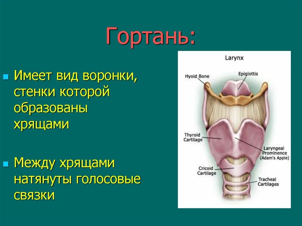 В состав какой системы входит гортань. Хрящи и связки гортани. Хрящи гортани голосовые связки. Строение стенки связок гортани. Гортань имеет вид.