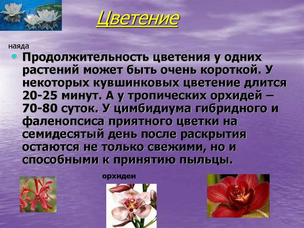 Слово цвести время. Цветение и опыление цветков. Цветение и опыление растений 6 класс. Цветение определение. Процесс цветения.