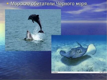 Животные черного моря и его берегов
