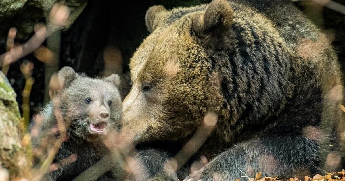 Новорожденный бурый медвежонок. Роды бурого медведя. Новорожденные медвежата. Роды бурого медведя. Новорожденный белый медвежонок.