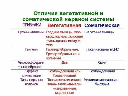 Соматическая и вегетативная работа сердца