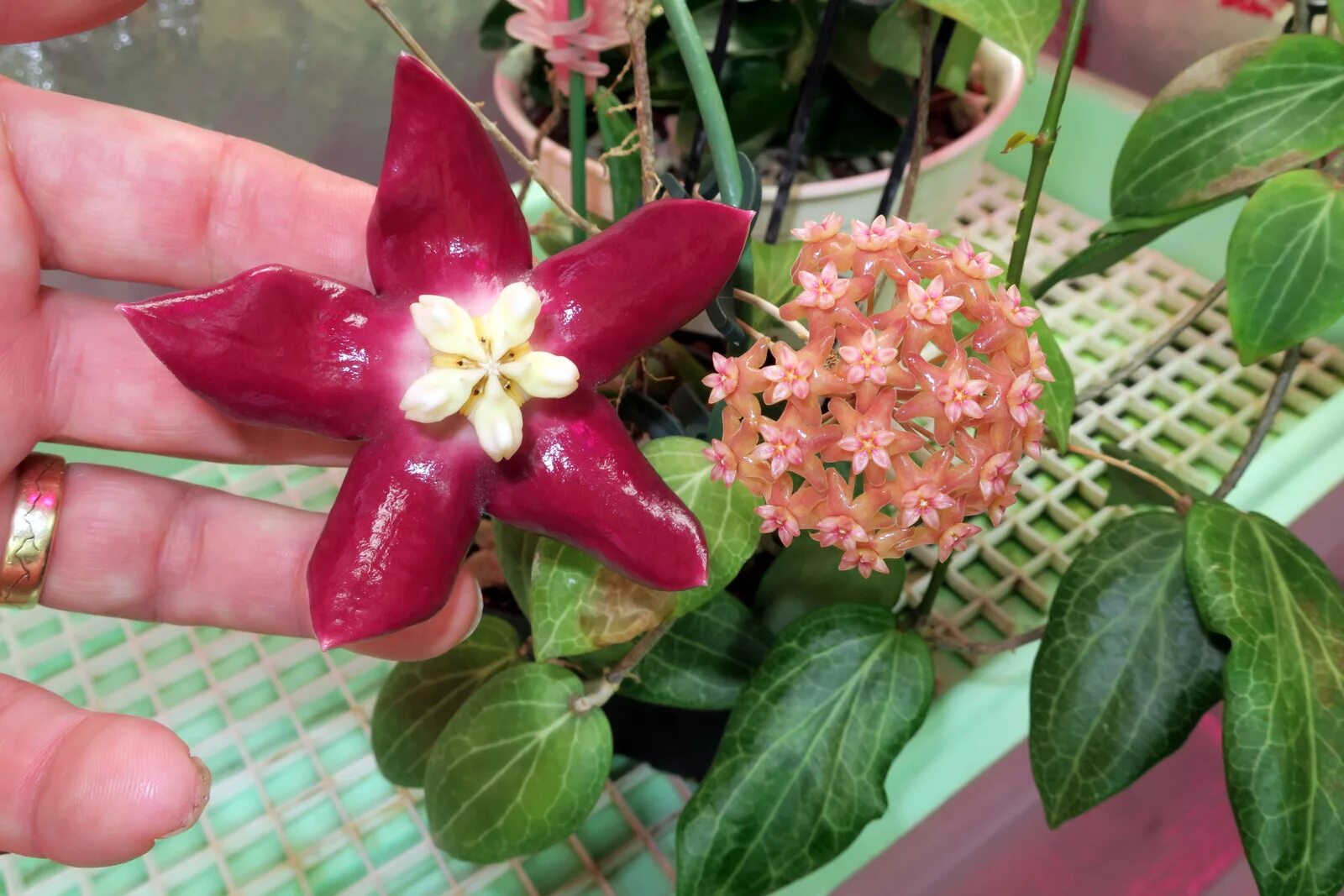 хойя фитчи. хойя fitchii yellow. Hoya фитчи fitchii хойя. хойя fitchii. Fitchii хойя.