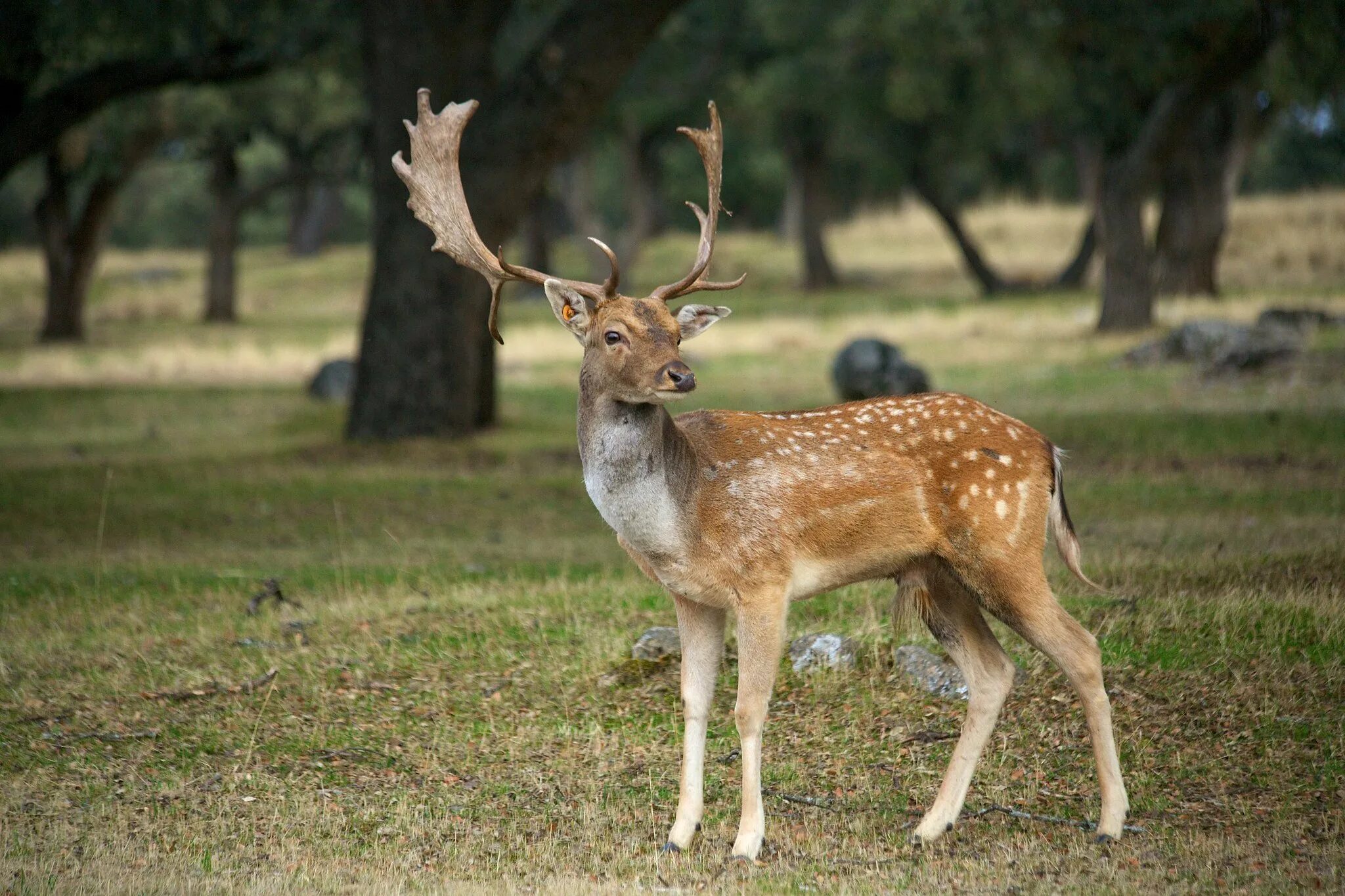 Олененок с рожками. Саблезубый олень кабарга. Благородный пятнистый олень. Odocoileus virginianus. Пара оленей.