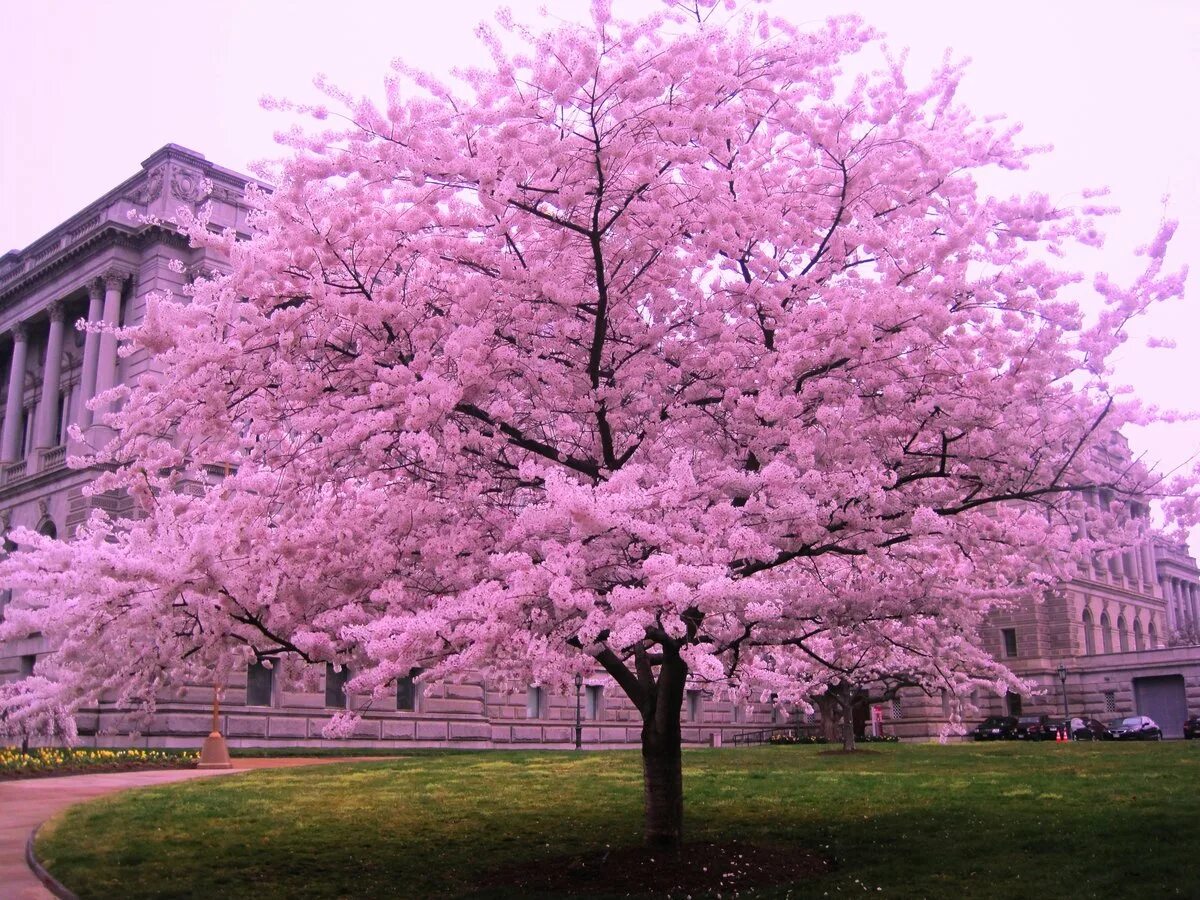 Черри блоссом дерево. Сакура черри блоссом дерево. Pink черри блоссом дерево деревья. Сакура Япония вишня.
