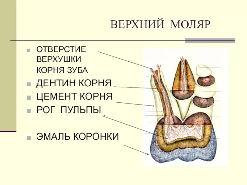 Резекция верхушки корня зуба. Ороназальная цистэктомия. Верхушка корня зуба. Арутюнов пропедевтика стоматологических заболеваний. Верхушка корня зуба анатомия.