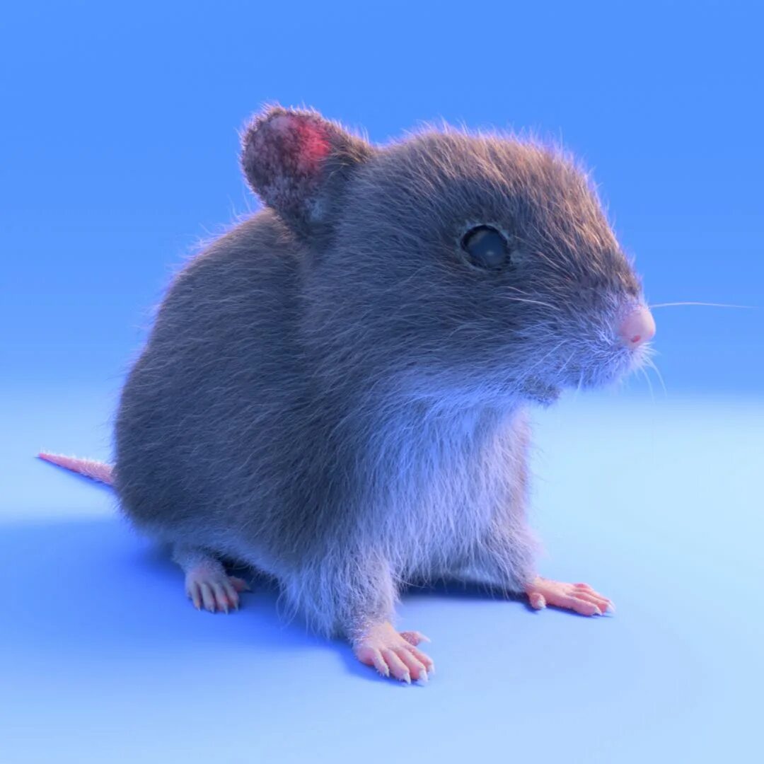 Мыши д. Голубая мышь. Голубая крыса. Синяя крыса. Крысы декоративные голубые.