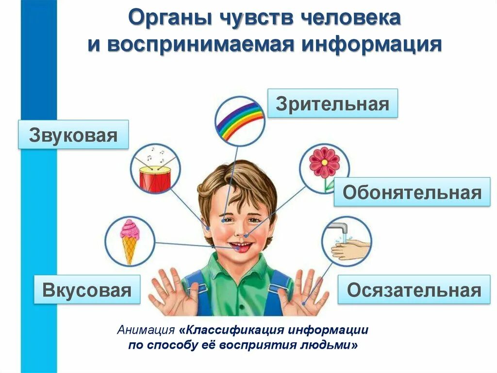 Органы чувств человека. Органы чувств информация. Органы чувств человека и воспринимаемая информация. Информация про органы чувств человека. Обонятельно звуковой