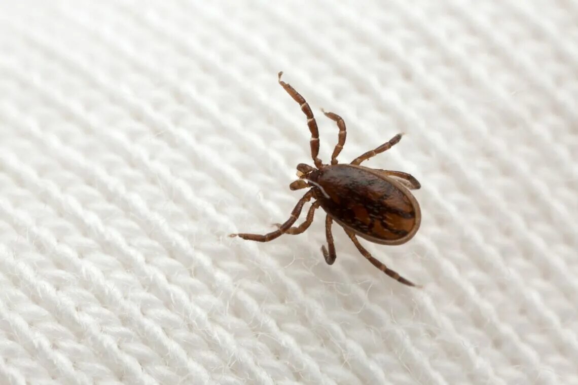 Ixodes Ricinus.