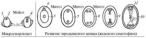 Вегетативная клетка зародышевого мешка