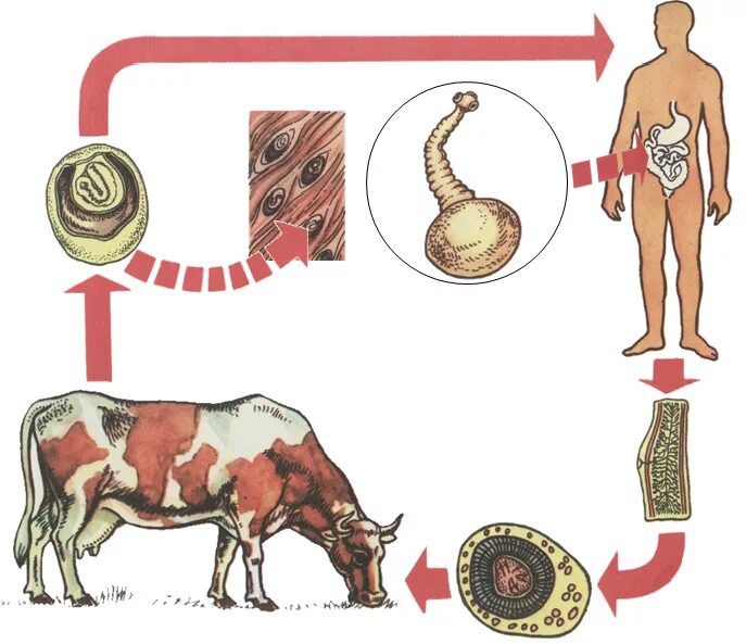 Какая стадия свиного цепня разовьется в человеке. Бычийе цепни-ленточный черви. Ленточные черви бычий цепень. Цикл развития ленточного червя бычий цепень. Тениаринхоз бычий цепень.