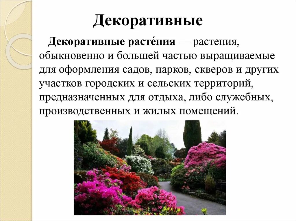 Декоративные культурные растения. Декоративные культурные растения. Культурные декоративные примеры. Культурные декоративные примеры. Культурные декоративные примеры.
