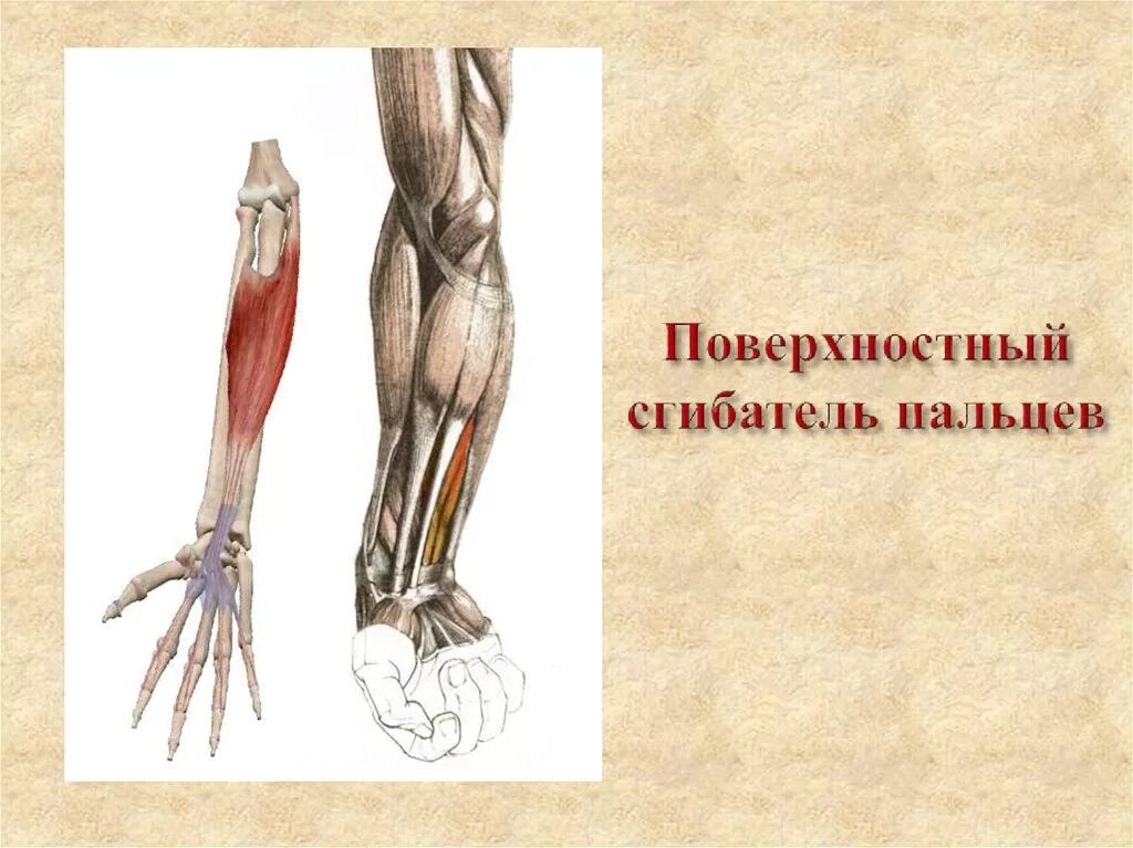Мышцы сгибатели и разгибатели пальцев. Поверхностный сгибатель пальцев кисти. локтевой сгибатель кисти мышца. глубокий сгибатель пальцев мышца анатомия.