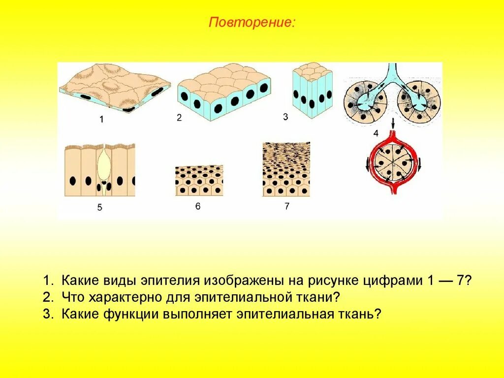 Какие функции выполняет эпителий. Однослойный плоский эпителий эндотелий. Эпителиальная ткань железистый эпителий рисунок. Эпителиальная ткань кубический эпителий. Типы эпителиальной ткани таблица.