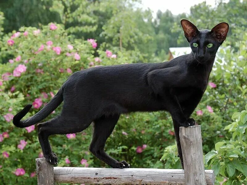 Ориентальная кошка эбони. Ориентальная короткошерстная кошка. Черный ориентальный кот. Ориентальная кошка черная. Породы длинных котов