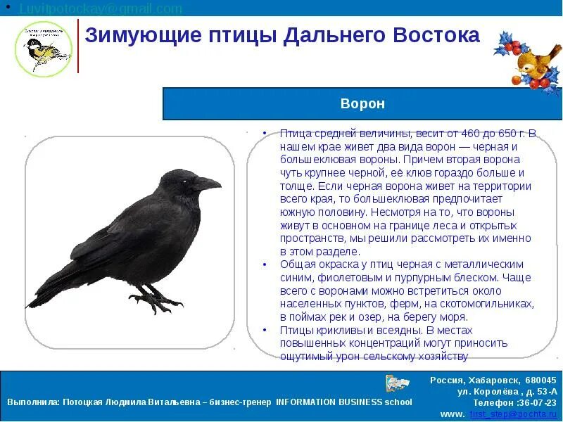 Где зимует ворон. Ворона описание. описание вороны. ворон описание. ворон описание для детей.