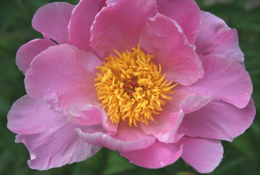 Пион пинк гавайан. Пион молочноцветковый double pink. Пион пинк. Пион пинк. Пион пинк камео.