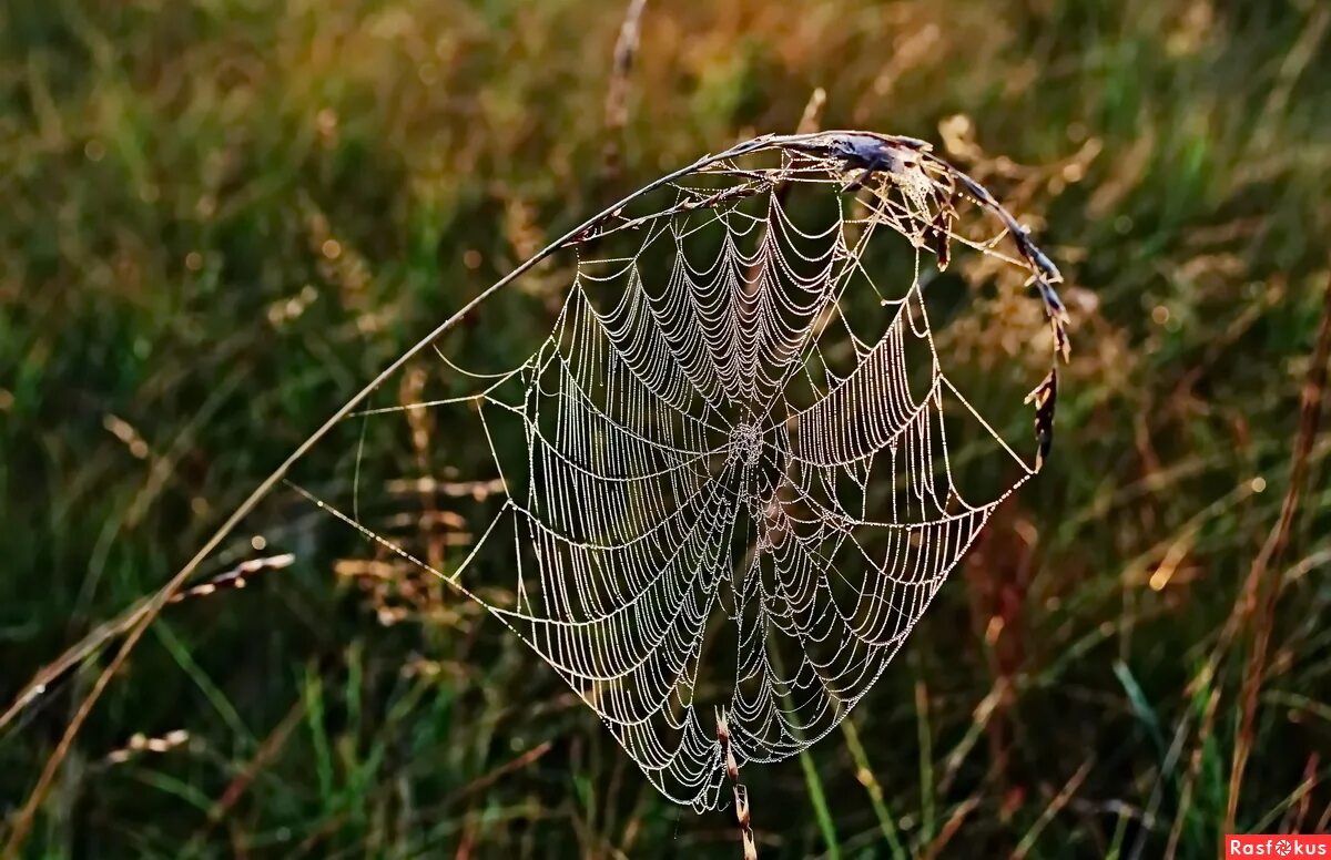 паутина фон. паутина 3д модель. хэллоуин паутинка белая. шовчик паутинка. паутина черная.