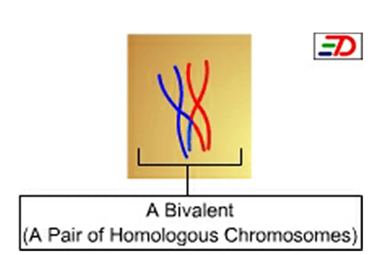 Биваленты и гомологичные хромосомы. Бивалент. Биваленты хромосом. Биваленты это в биологии.