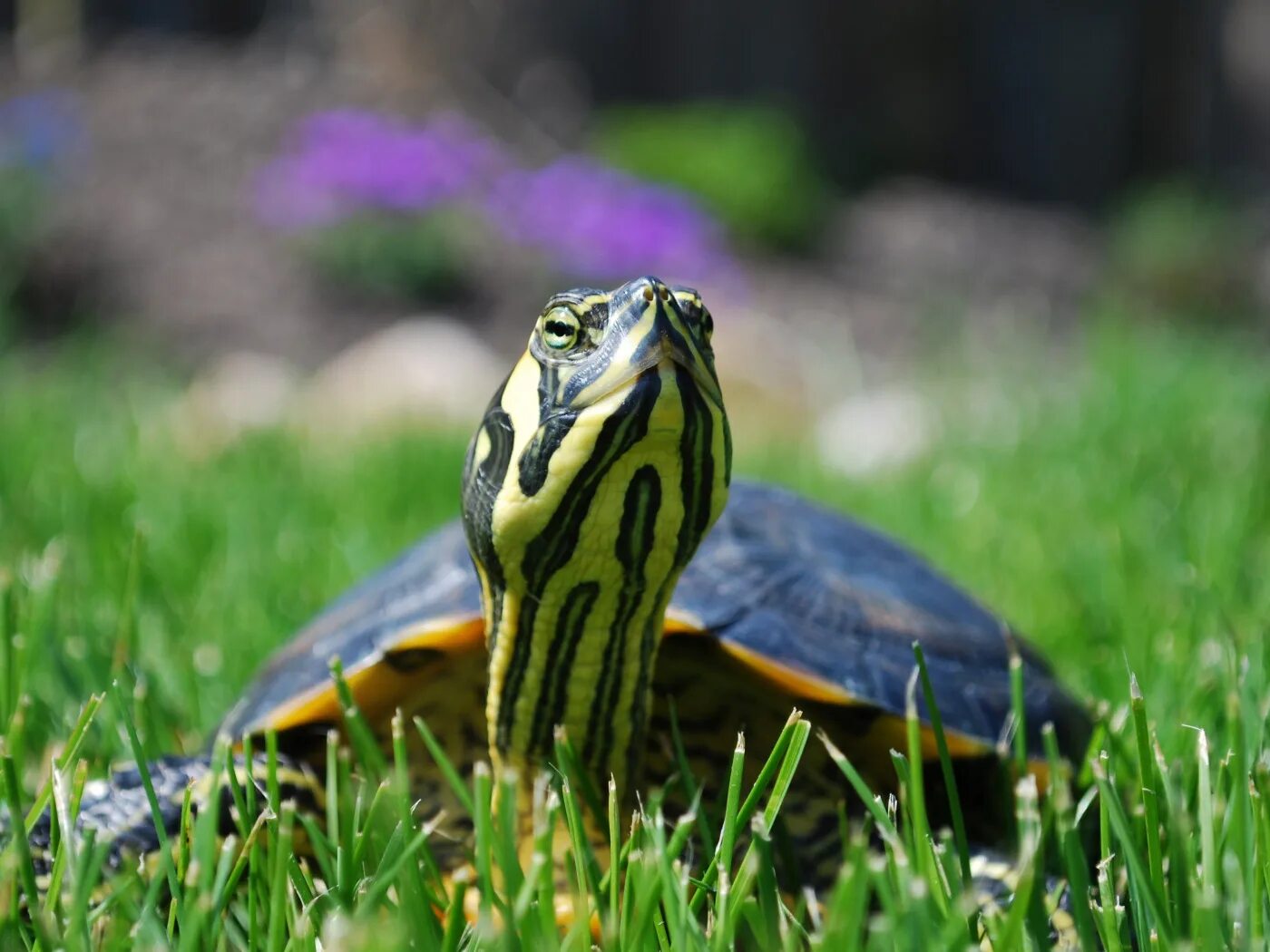 Turtle sms
