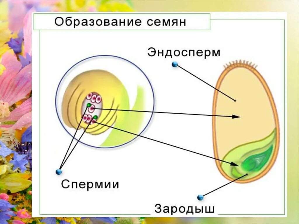 Образование семян покрытосеменных. Зародыш покрытосеменных растений. Эндосперм цветковых растений. Образование семени у цветковых растений. Что образуется из эндосперма у покрытосеменных растений.