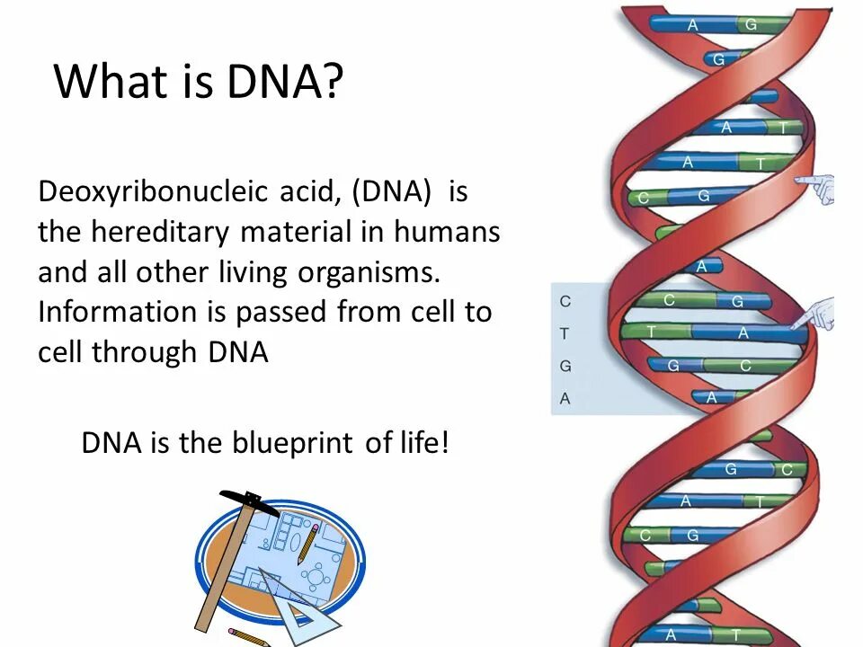 What is a dna. What is dna. where dna is located. what is ancient dna. well-being and dna.