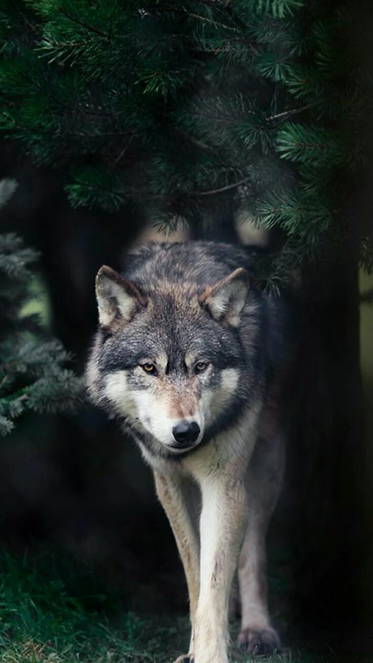 Волк выходит ночью. Одинокие волки. Волк в лесу. Волк картинка. Красивый волк.