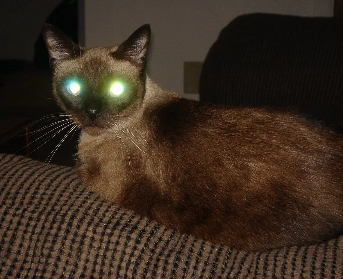 Кот со светящимися глазами. У кота светятся глаза. Светящиеся кошачьи глаза. Кошка со светящимися глазами.