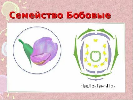 Диаграмма мотыльковых