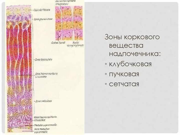 Клубочковая и пучковая зона надпочечников. Корковое вещество надпочечников гистология. Строение надпочечников гистология. Надпочечники клубочковая зона пучковая зона.